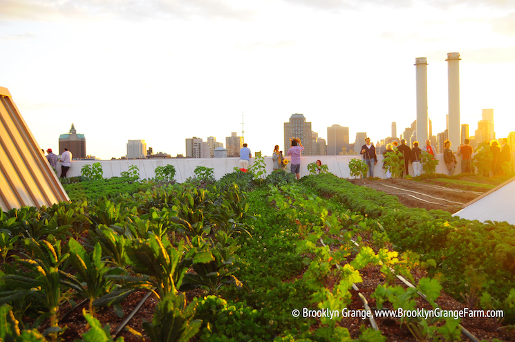 an-evening-event-at-the-Brooklyn-Navy-Yard-farm-o2ok