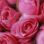 Vom bezahlten Date zur Beziehung: Kann das funktionieren?